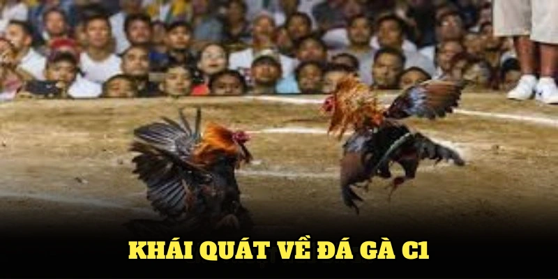 Khái quát về đá gà C1 và các thông tin hữu ích