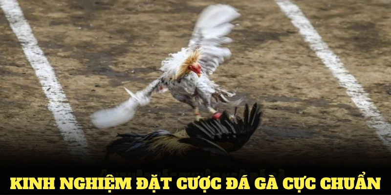 Kinh nghiệm đặt cược đá gà cực chuẩn từ Hi88