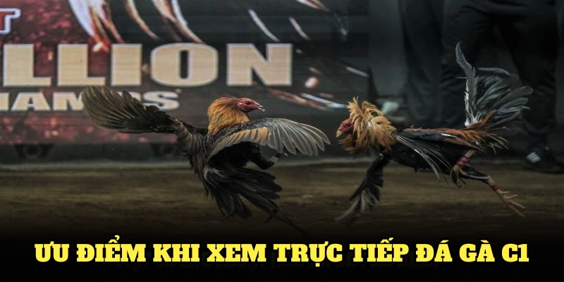 Ưu điểm khi xem trực tiếp đá gà C1 tại nhà cái Hi88